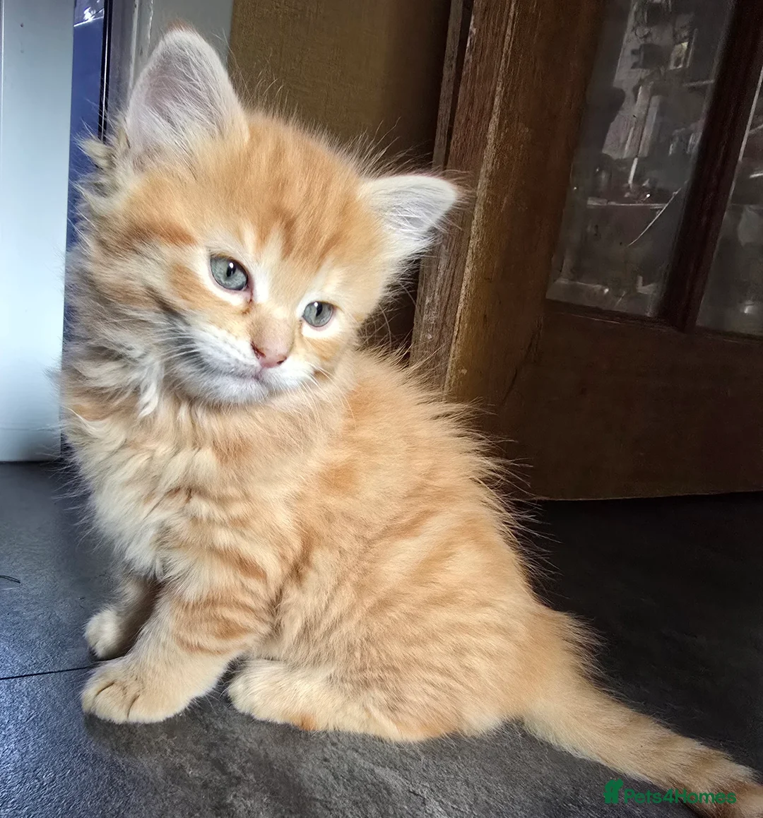 Mixed Breed cats for sale: Beautiful playful kittens for sale - Advert 2