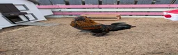 Chickens poultry for sale: Black Silkie chicken  - Advert 11