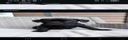 Mixed Breed dogs for sale: Adorable Bullador Puppies ❤️ (1 Girl, 2 Boys) in Cambridge - Advert 2