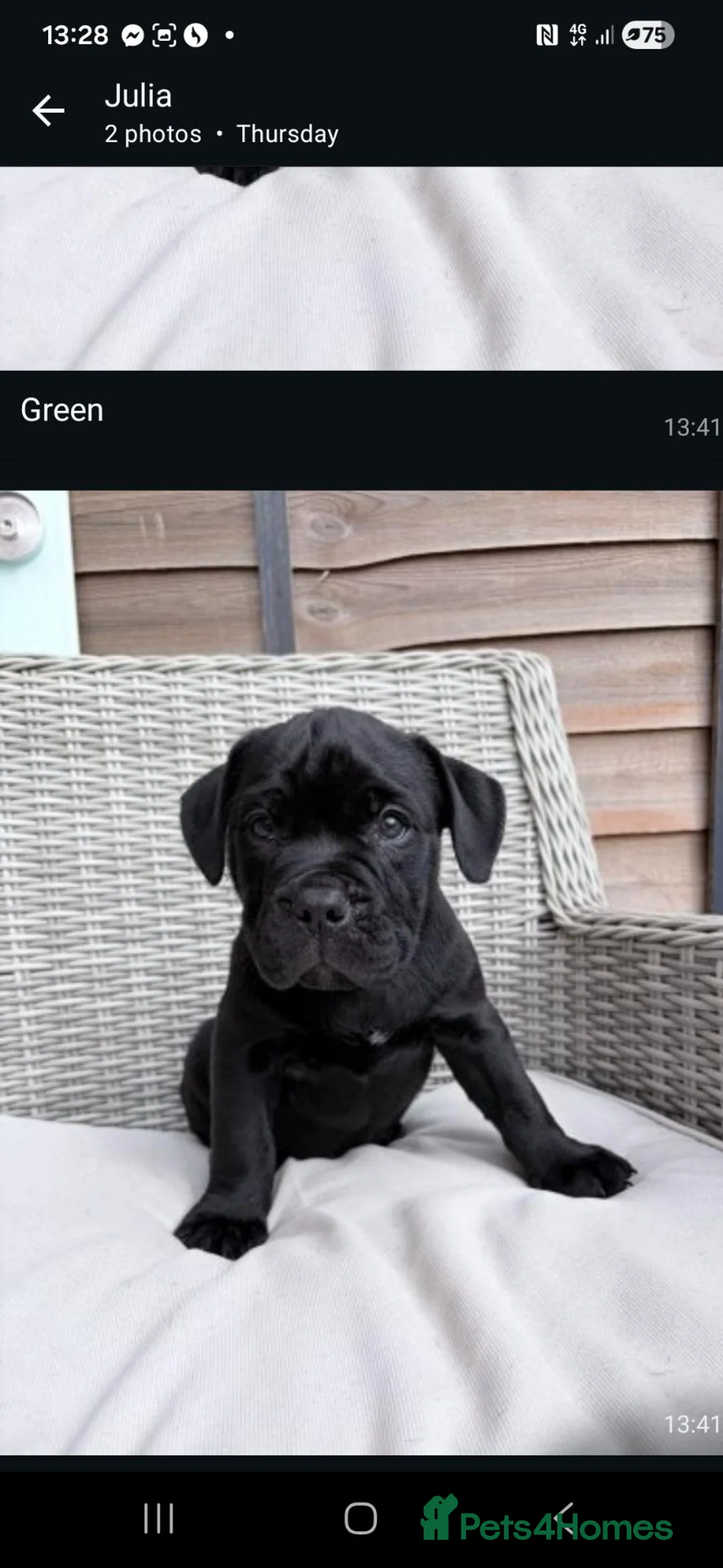 Mixed Breed dogs for sale: Adorable Bullador Puppies ❤️ (1 Girl, 2 Boys) in Cambridge - Advert 2