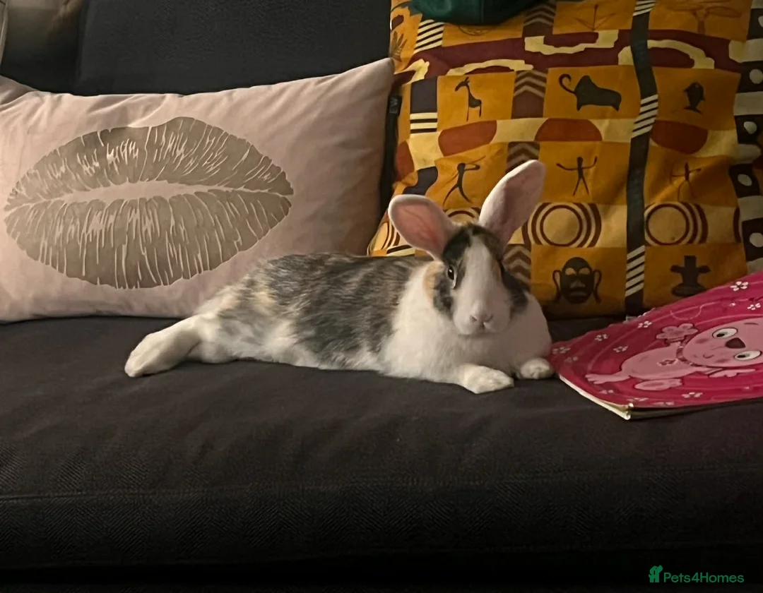 Tri Coloured Dutch rabbits for sale: Sweet Dutchy girl!  in Bromley - Advert 1