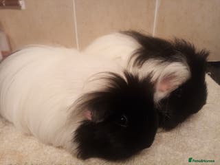 Guinea Pig rodents Sheltie /Merino Guinea pigs Sows and boars - Advert 12