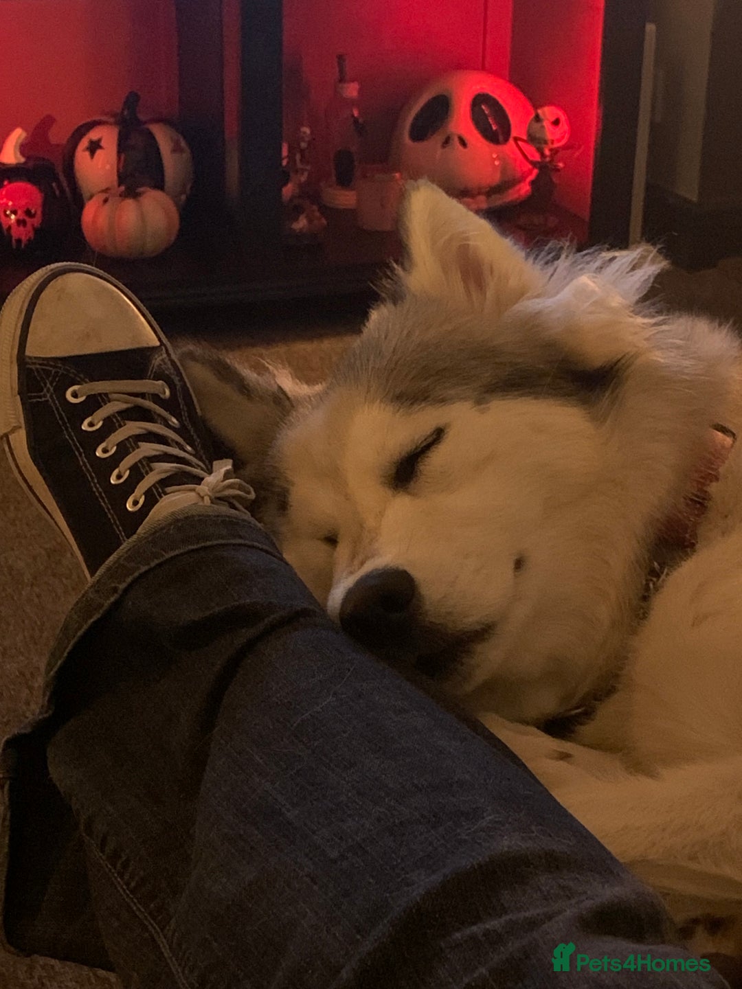 Siberian Husky dogs for sale: Beautiful Siberian husky girl in Bolton - Image 5