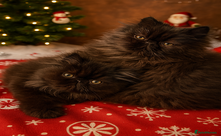 Persian cats REDUCED GCCF  PERSIANS  - Advert 1