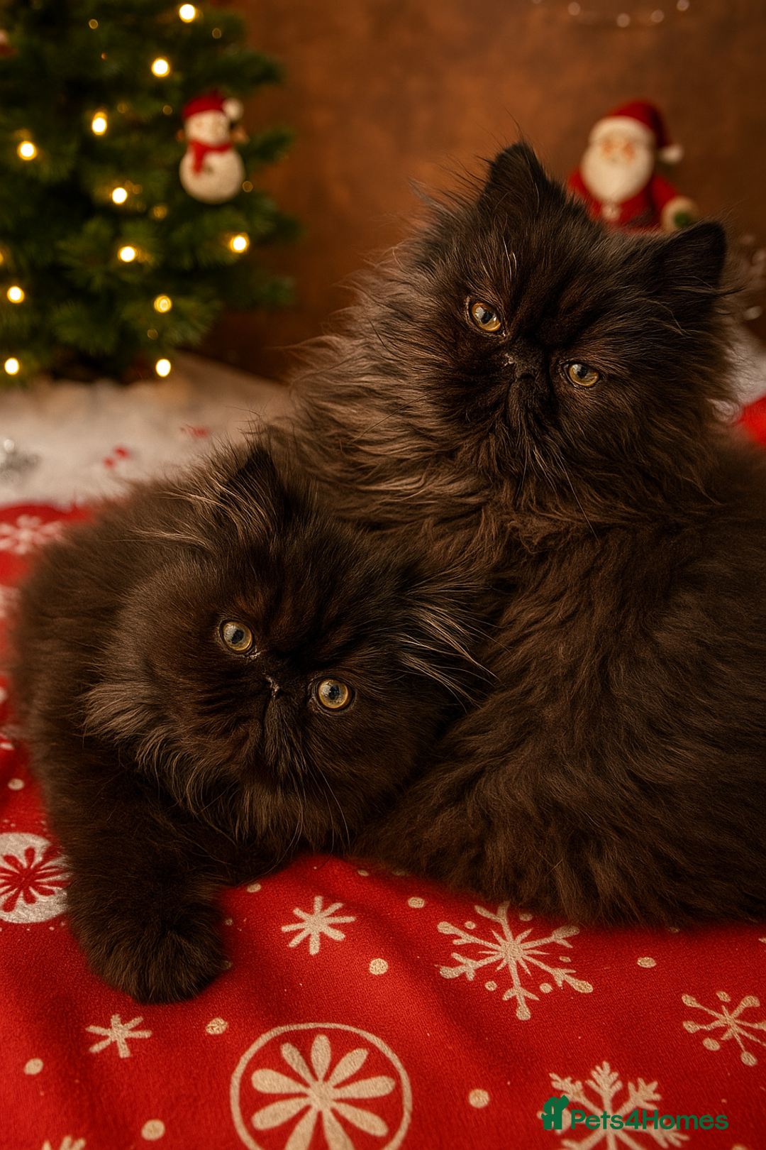 Persian cats for sale: 1 girl left REDUCED GCCF  PERSIANS  - Advert 2