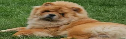 Chow Chow dogs for stud: FOR STUD - Male Chow Chow in Sheffield  - Advert 2