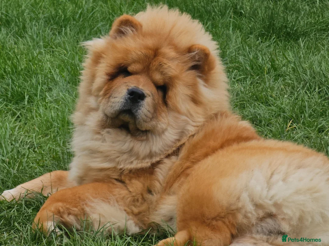 Chow Chow dogs for stud: FOR STUD - Male Chow Chow in Sheffield  - Advert 2