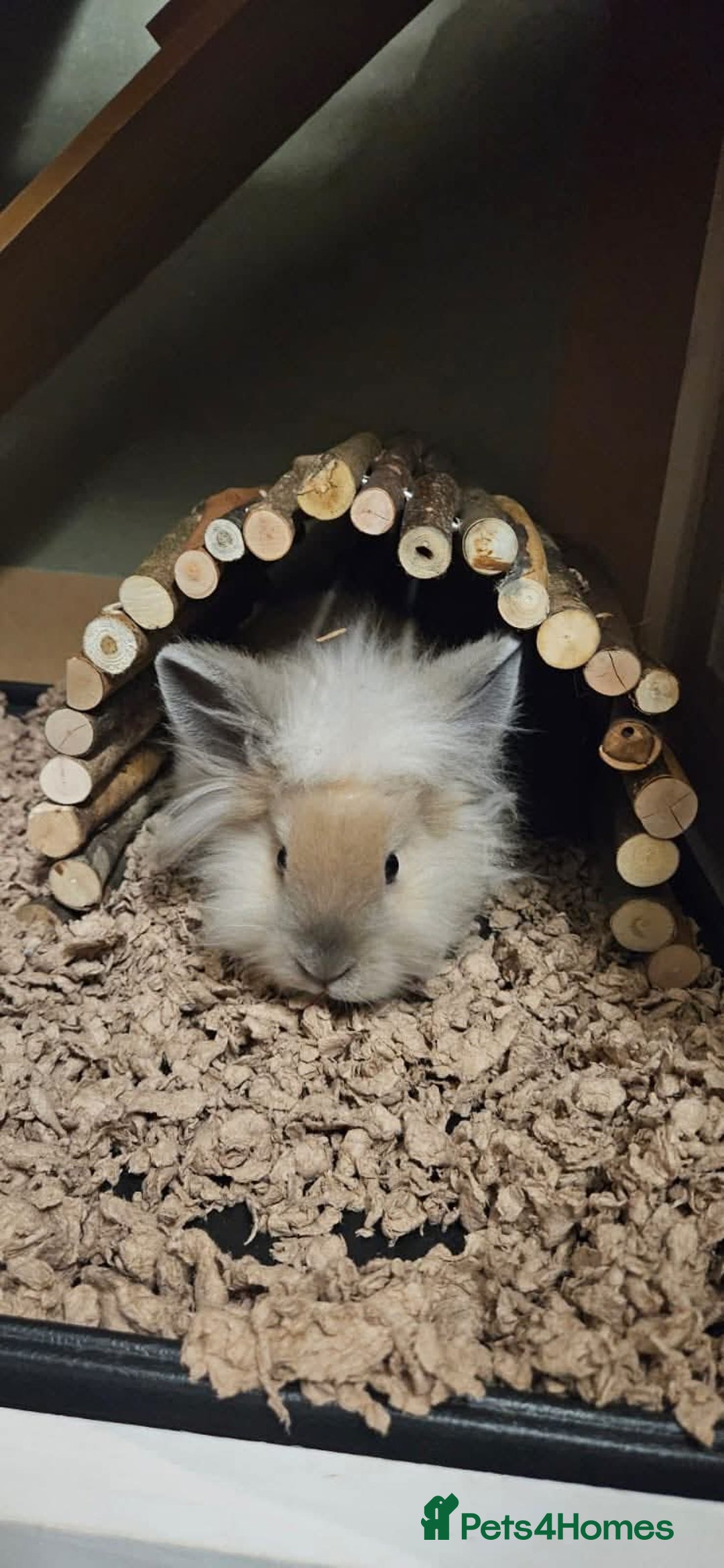 Lionhead rabbits for sale: Lionhead bunnies x2 male - Advert 12