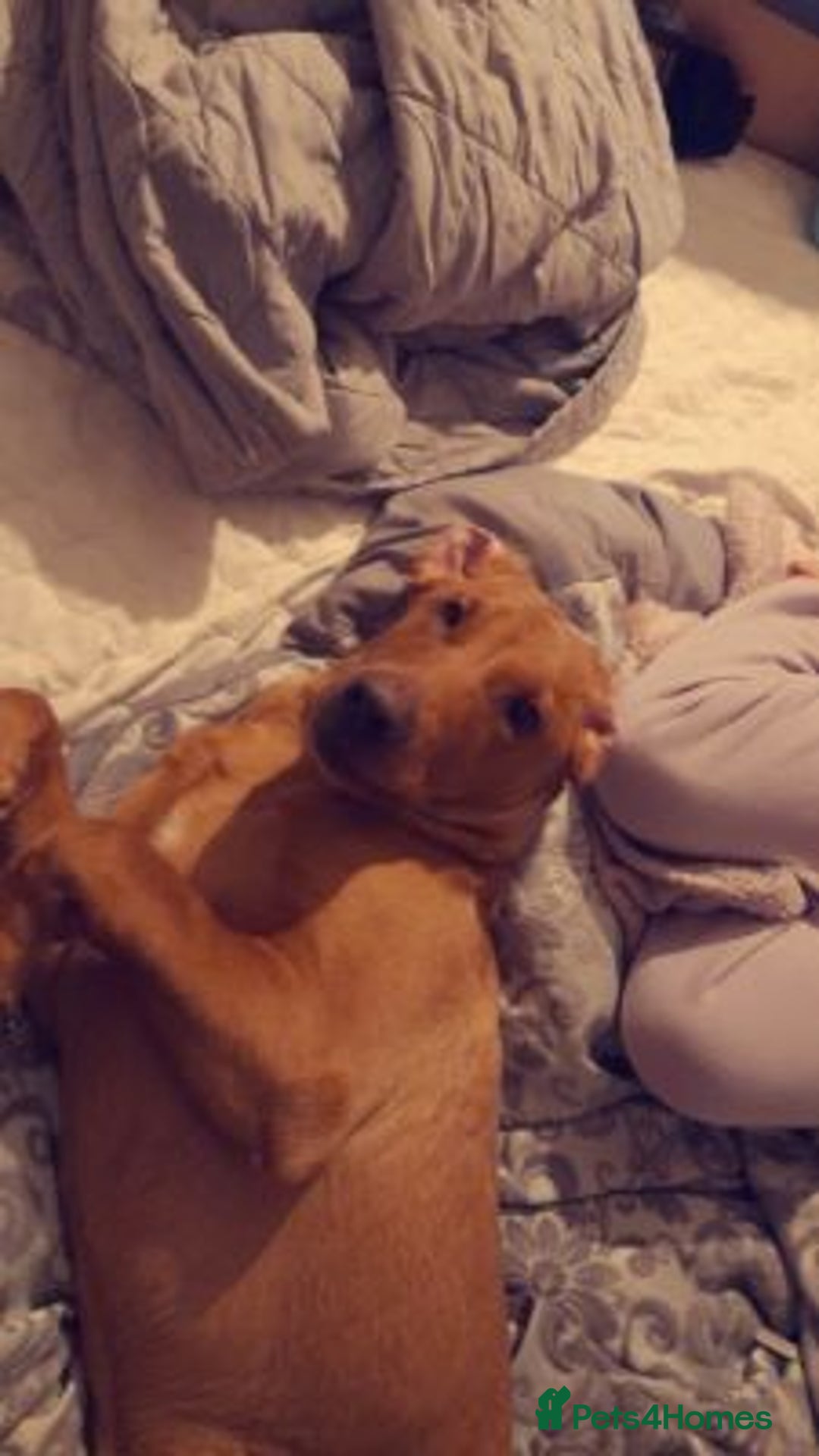 Labrador Retriever dogs for sale: Labrador retriever boy - Advert 2