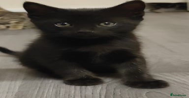 British Shorthair cats - Advert 13