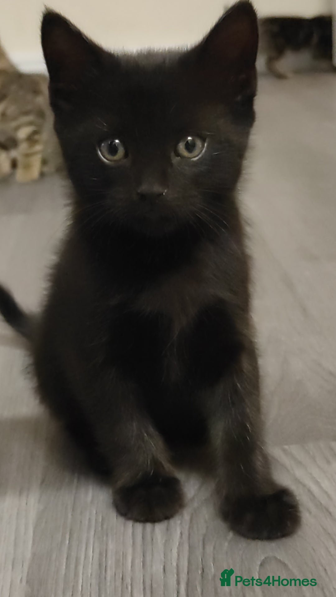 British Shorthair cats for sale: 12 weeks old - Image 3