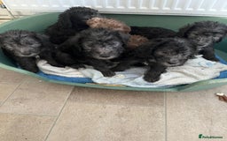 Bedlington Terrier dogs for stud: Bedlington terrier for std in Barnsley - Image 24