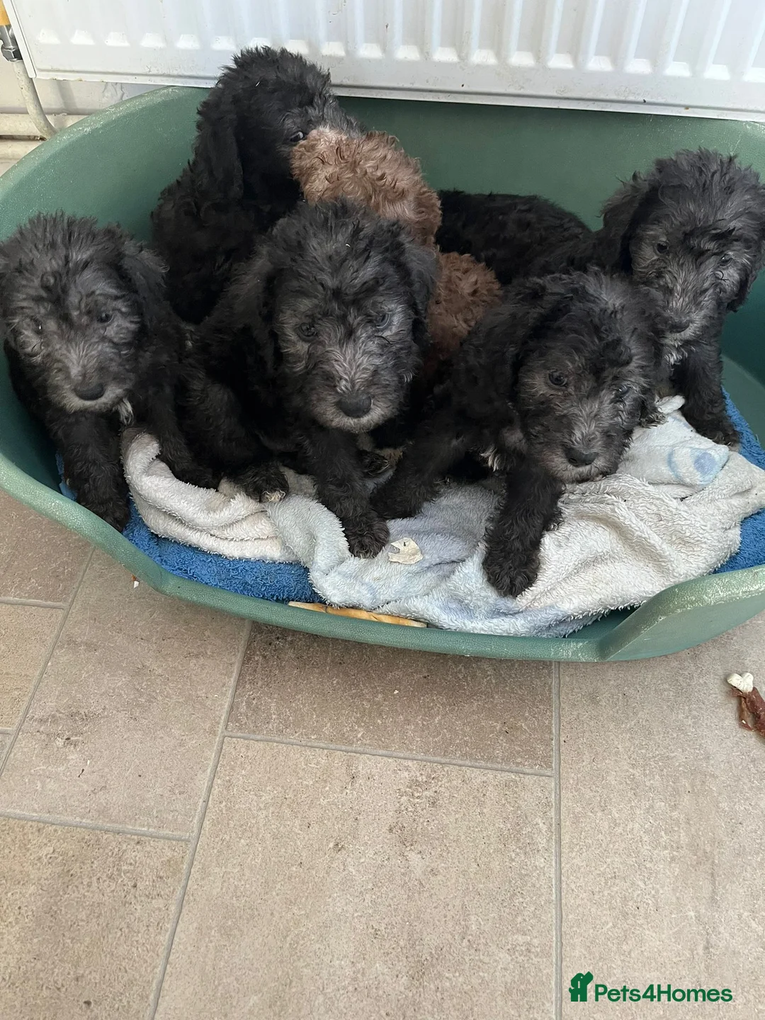 Bedlington Terrier dogs for stud: Bedlington terrier for std in Barnsley - Advert 24