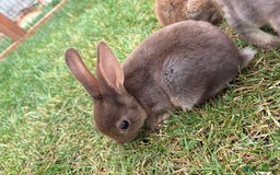 Rex rabbits for sale: Rex rabbits for sale - Image 7
