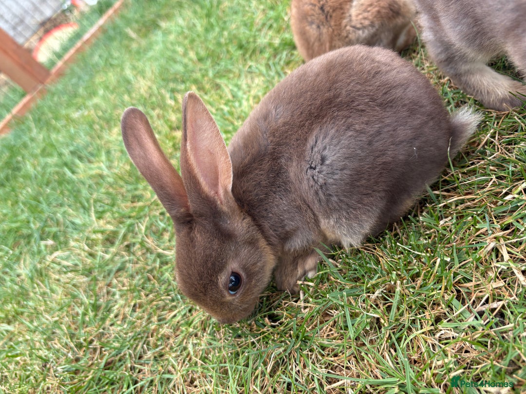 Rex rabbits for sale: Rex rabbits for sale - Image 7
