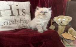 Persian cats for sale: Last kitten Ready Sat. Affectionate Persian Boy 🐾 - Image 17