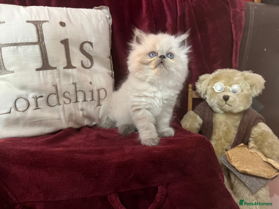 Persian cats for sale: Last kitten Ready Sat. Affectionate Persian Boy 🐾 - Image 17