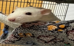 Rat rodents for sale: Male rat looking for new home with companion  - Image 4
