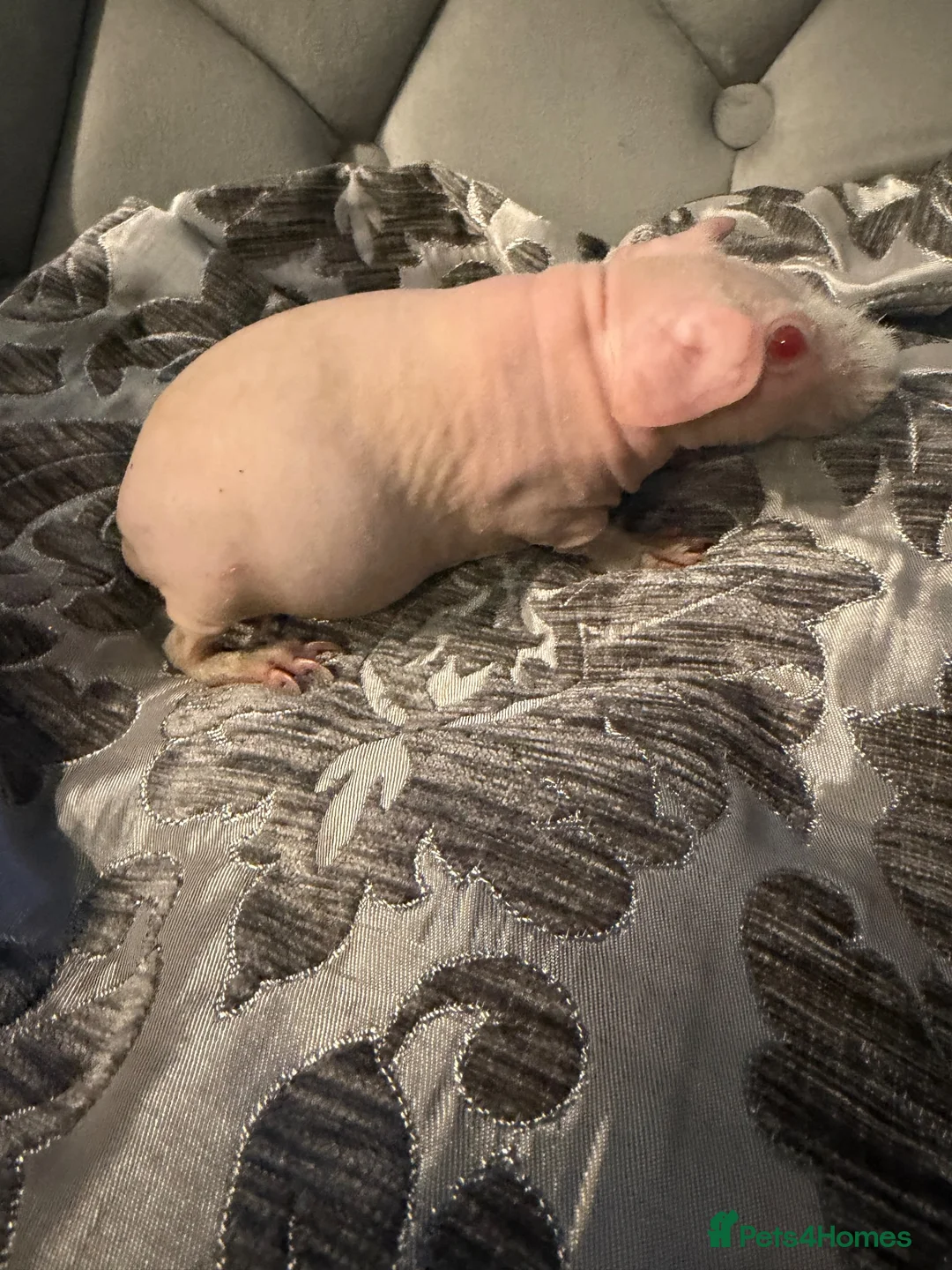 Guinea Pig rodents for sale: Female skinny pigs for sale - Advert 9