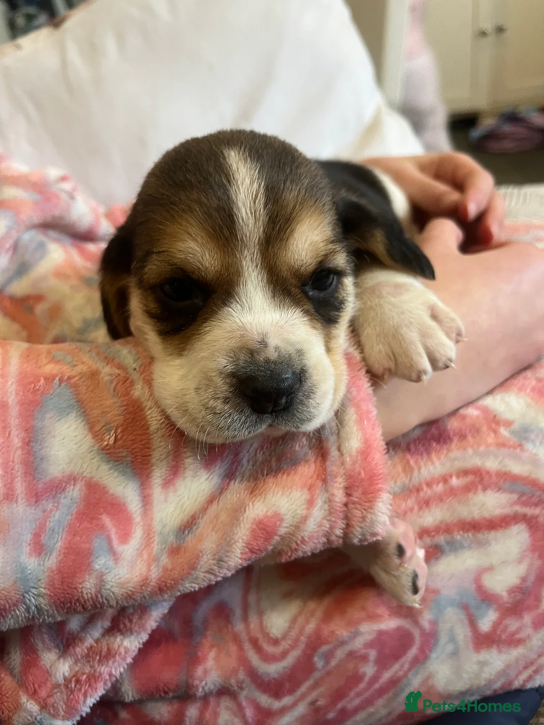 Beagle dogs for sale: Pedigree Beagle Puppies – Ready 7th February 2026  - Advert 14