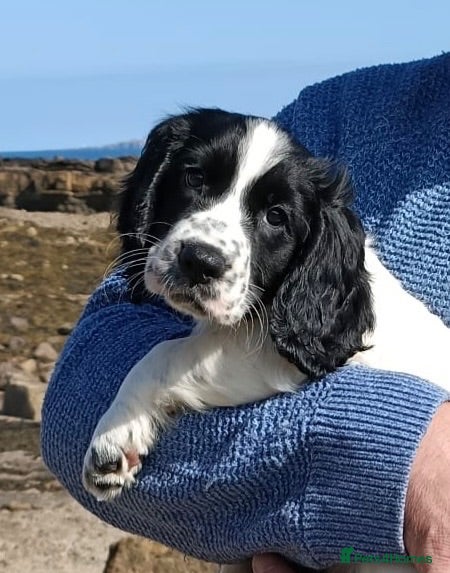 Cocker Spaniel dogs Exceptional KC Cocker Spaniel Puppies - Advert 2