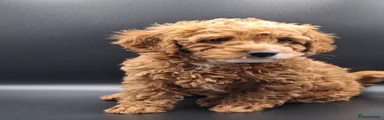 Cavapoo 2