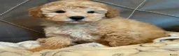 Toy Poodle dogs for sale: Toy poodle puppies  - Advert 15