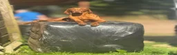 Hungarian Vizsla dogs for sale: KC Vizsla Puppies for Licensed breeder - Advert 5