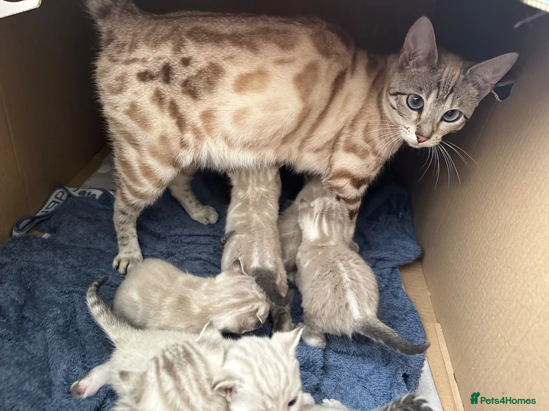 Bengal cats for sale: Stunning Snow Bengal Kittens - Advert 18