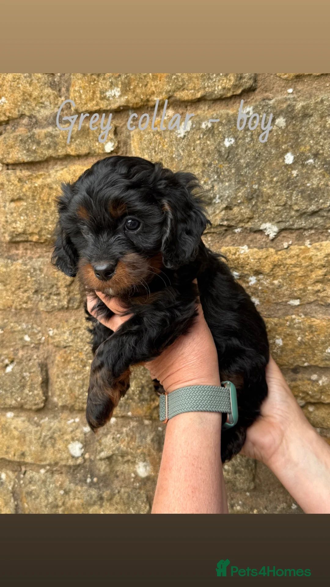 Cavapoo dogs for sale: Cavapoo puppies🩷💙 - Advert 13