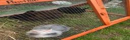 Mixed Breed rabbits for sale: Rabbits - Advert 3