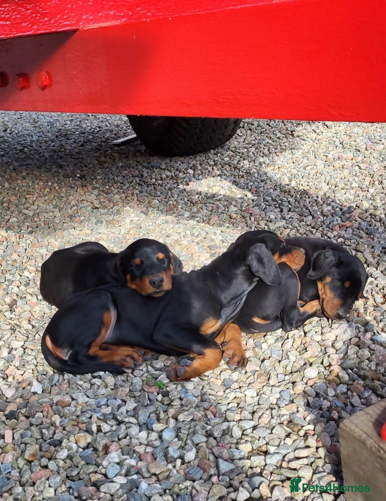 Dobermann dogs Doberman puppies - Advert 9