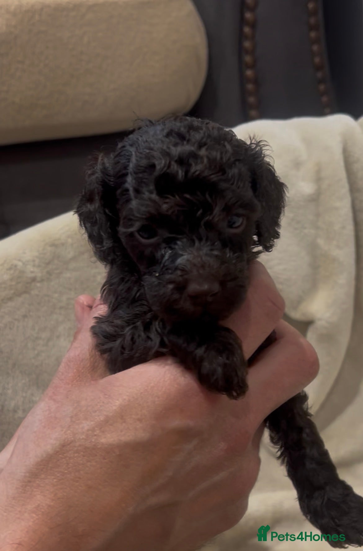 Miniature Poodle dogs Chocolate & Chocolate merl Miniature Poodles - Advert 5