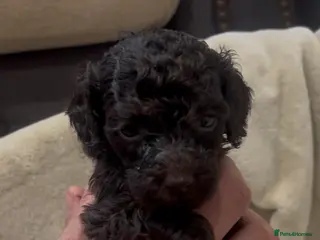 Miniature Poodle dogs Chocolate & Chocolate merl Miniature Poodles - Advert 5