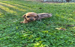 Dachshund dogs for sale: Gorgeous dachshund puppies - Image 11