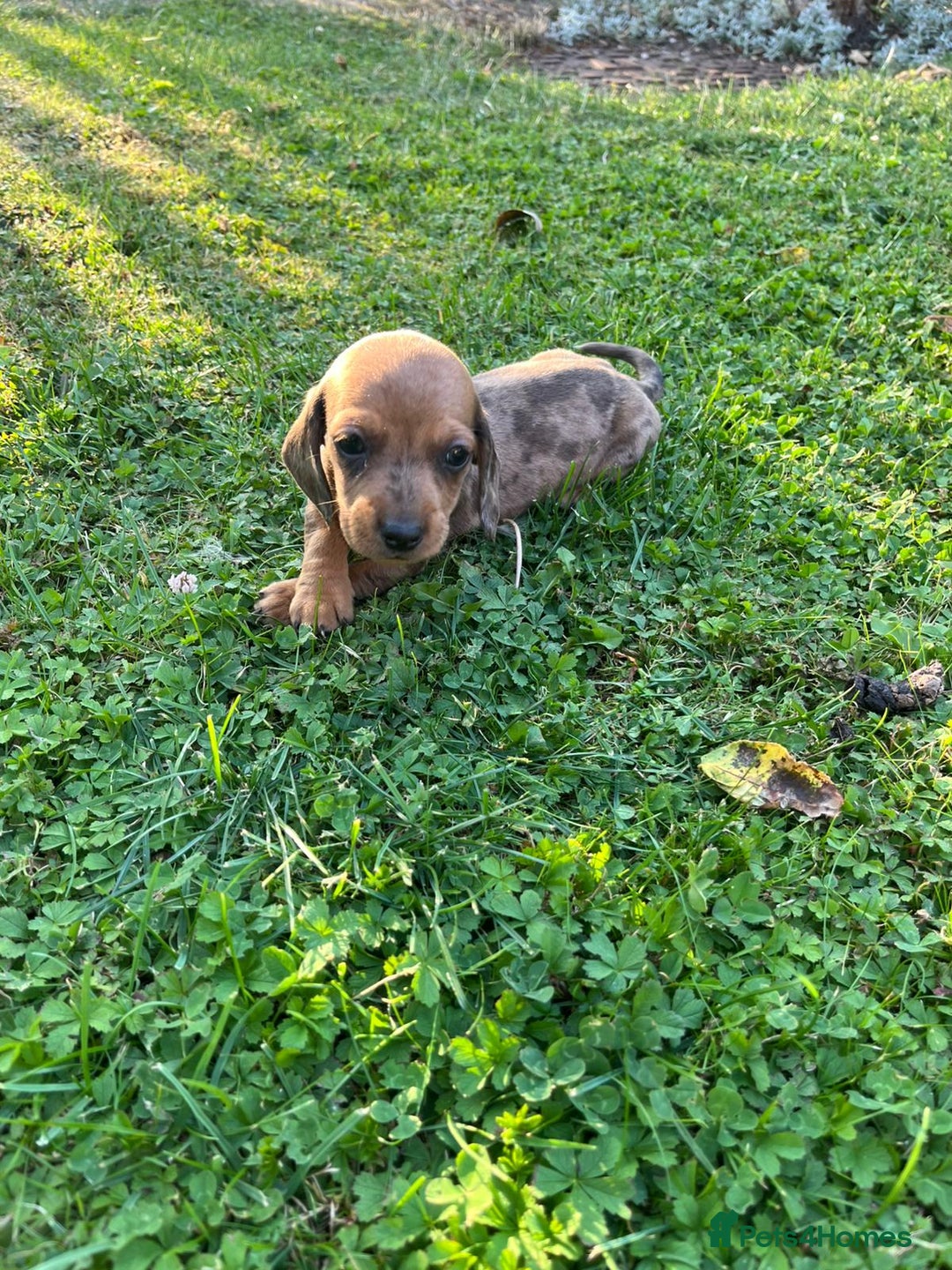 Dachshund dogs for sale: Gorgeous dachshund puppies - Image 11