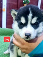 Siberian Husky dogs 4 boys siberian husky - Advert 4