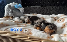 Dachshund dogs for sale: STUNNINGLY,  GORGEOUS DACHSHUND PUPPIES 🐶 😍  - Image 5