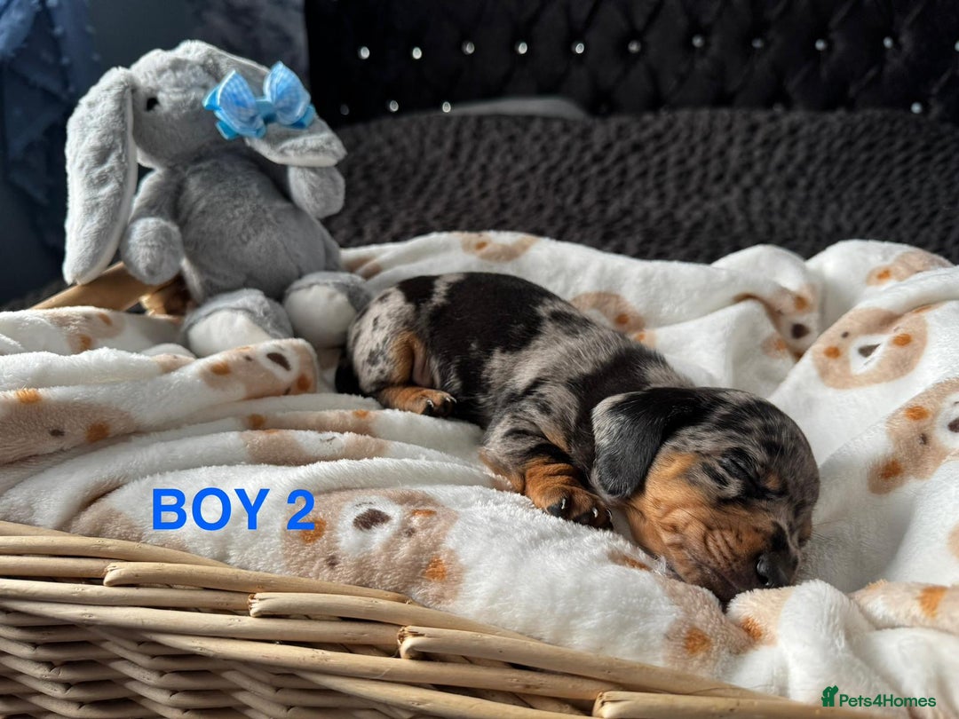 Dachshund dogs for sale: STUNNINGLY,  GORGEOUS DACHSHUND PUPPIES 🐶 😍  - Image 5