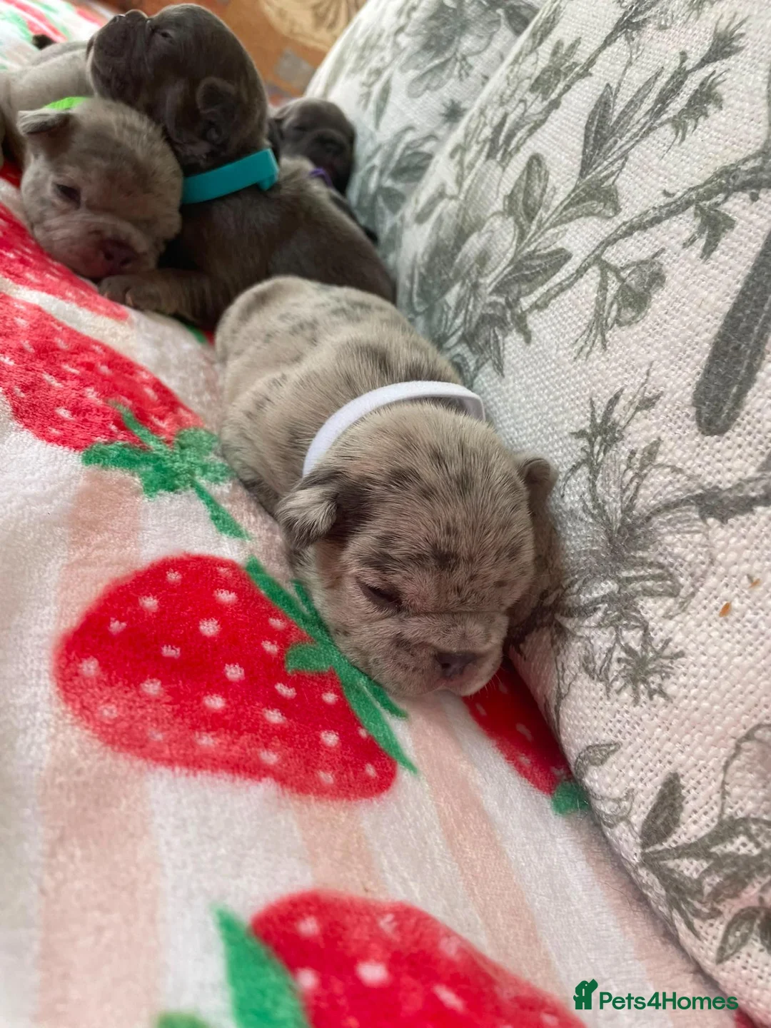 French Bulldog dogs for sale: Gorgeous French bulldog puppy's  in Epsom - Advert 13