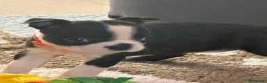 Boston Terrier Puppy 6