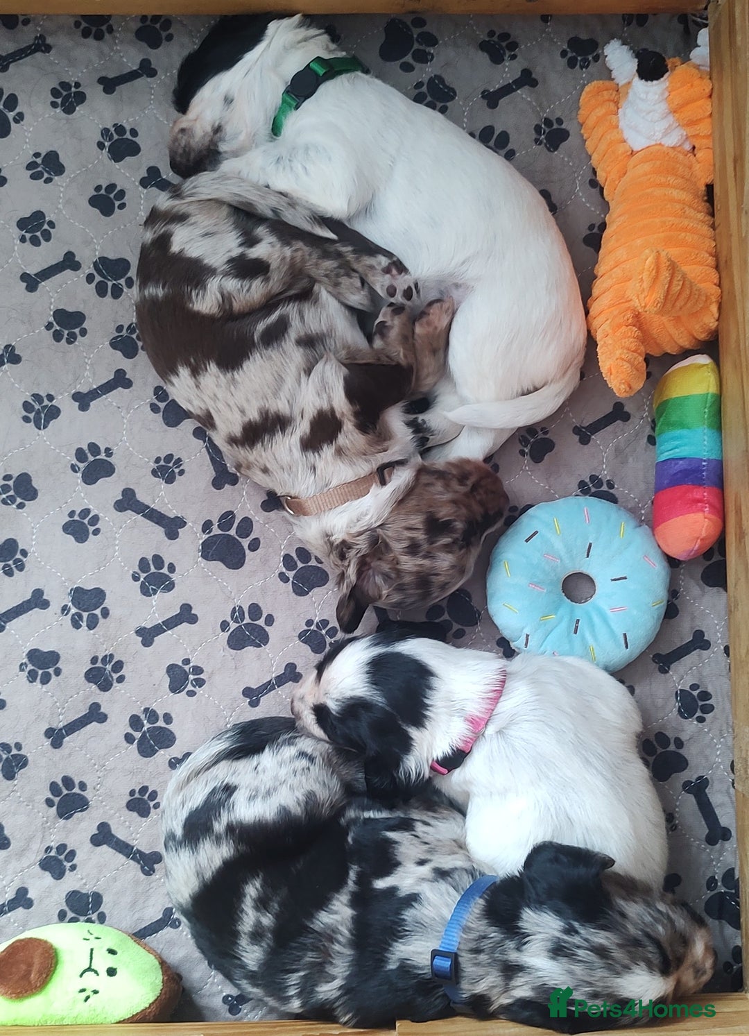 Sprocker dogs for sale: STRIKING SPROCKER SPANIEL PUPPIES  - Image 31