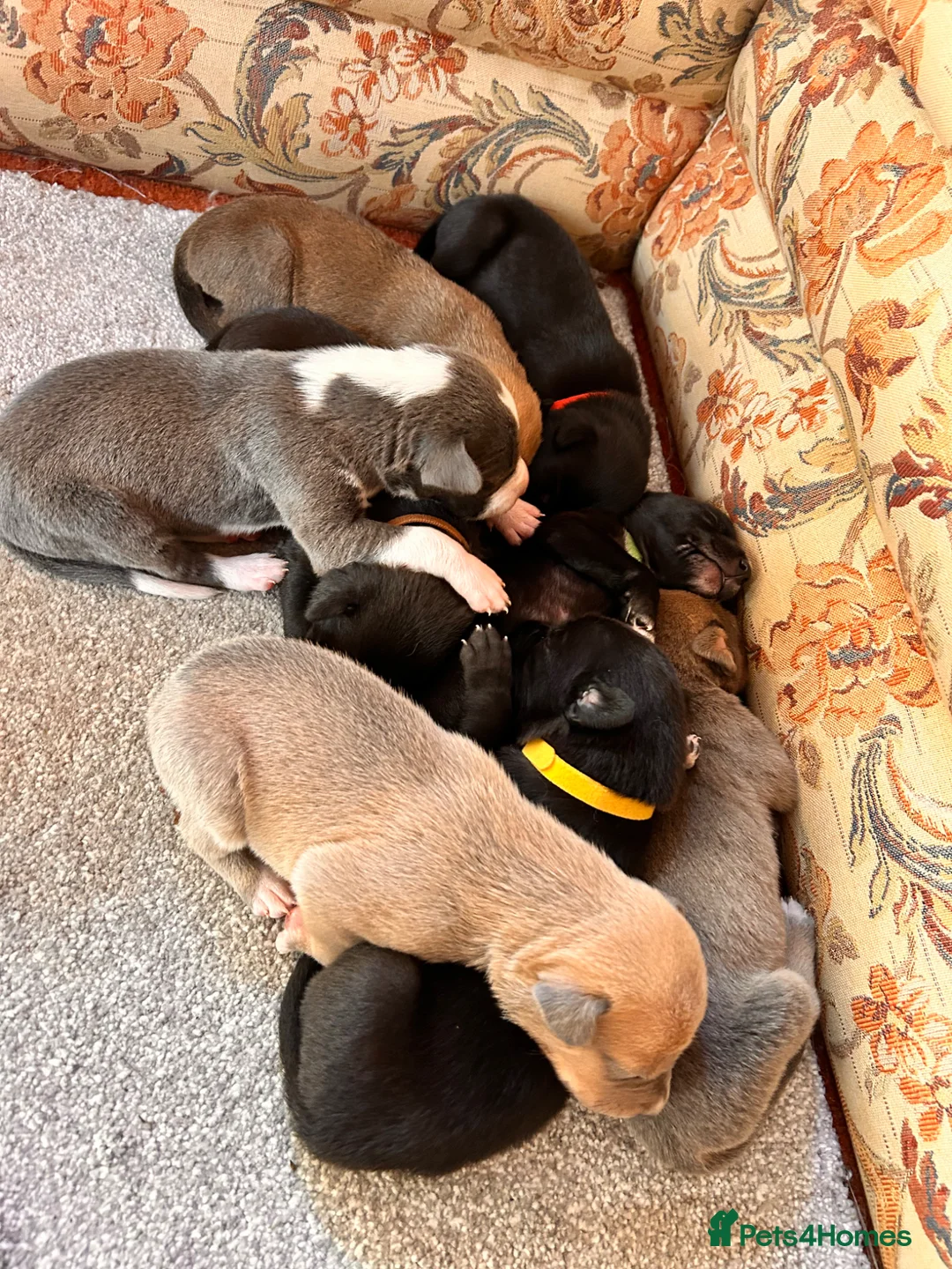 Lurcher dogs for sale: Lurcher puppies  in Kendal - Advert 1