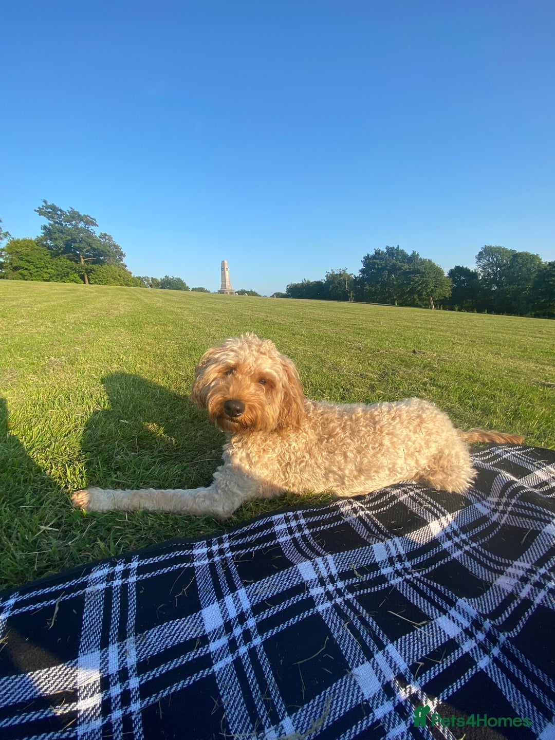 Cavapoo dogs for sale: Cavapoo - Image 7