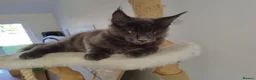 Maine Coon cats for sale: TICA MC kitten waiting for his forever home - Advert 17