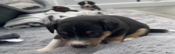 Mixed Breed dogs for sale: 3 male pomchi jacks in Preston - Advert 16