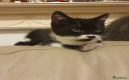 Turkish Angora cats for sale: Ms Svetlana - Image 5