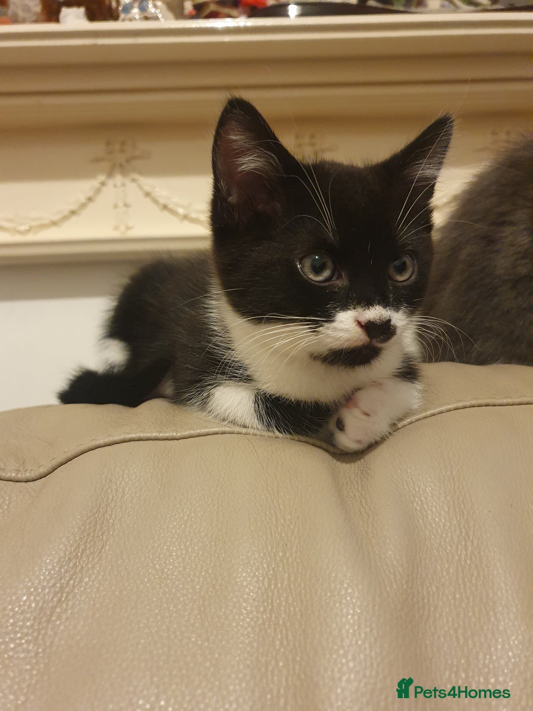Turkish Angora cats for sale: Ms Svetlana - Image 5