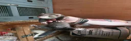 Ferret rodents for sale: Ferret Kits for sale - Advert 14
