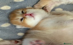British Longhair cats for sale: GCCF reg BLH Black and Chocolate Golden kittens - Image 16